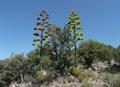 Agave parryi